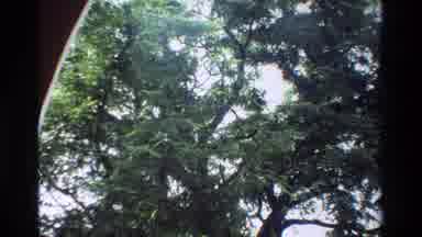 Hong Kong (1984): Trees Potted Plants Men Coming And Going Stone Fence Area
