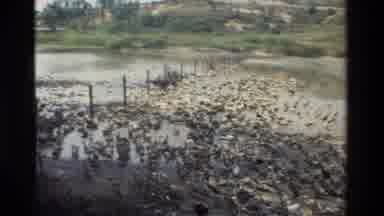 Hong Kong-1984: Ducks in Muddy Water Enclosure with Hills and Trees