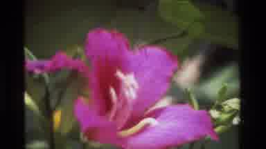 Hong Kong (1984): Two Flowers Light Pink Dark Pink In Full Bloom Outdoors