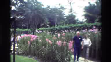 Thailand (1984): Pretty Pink Flowers Captured In The Camera As People Walk By