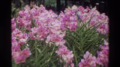 Thailand (1984): Pink Orchids In A Garden