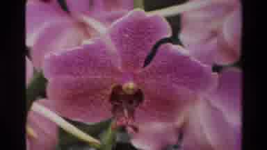 Thailand (1984): Purple And White Orchids In Full Bloom Among Other Potted Plants