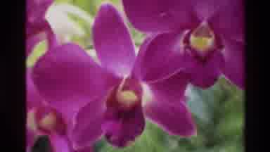 Thailand (1984): Flower Varieties Colorful Closeup Foliage Nature Outdoors Garden