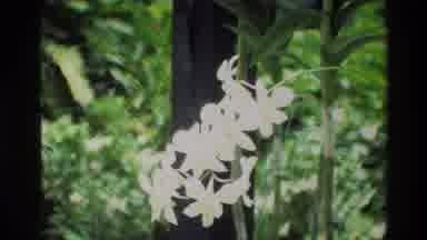Thailand (1984): Flowers Of Various Colors And Sizes With A Very Great Beauty
