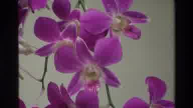 Thailand (1984): Purple Pink And Red Orchids