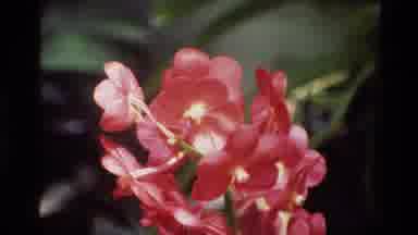 Thailand (1984): A Stem Full Of Red Flowers And A Small Flowing Waterfall In A