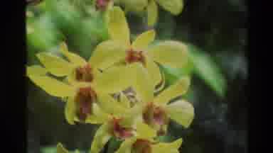 THAILAND-1984: A View Of Beautiful Yellow Orchids In A Tropical Garden