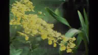 Thailand (1984): Flower And Plants Shown On The Land