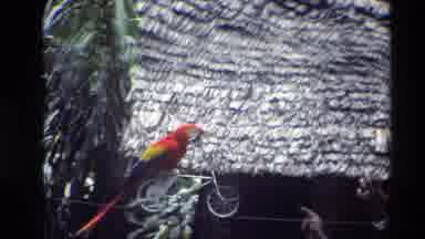 Thailand (1984): Smart Parrot Entertains The Public
