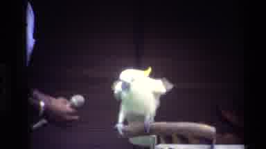 Thailand (1984): A Parrot Squawking Flapping His Wings And A Park With A Flower