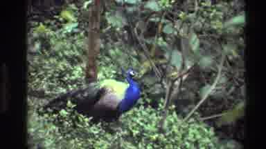 Thailand (1984): A Beautiful Naturalistic View Of A Blue Peacock And A Gorgeous