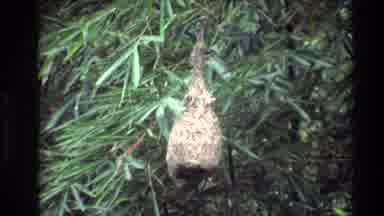 Thailand (1984): An Insect Resting In Its Habitat