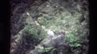 Thailand (1984): Black And White Bird Walks And Parakeets Sit On Branches In Zoo