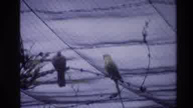 Thailand (1984): Local Birds From The Zoo