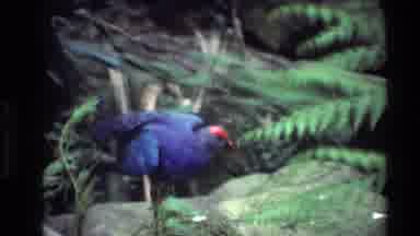 Thailand (1984): Birds In Forest Surround Peacock Spreading Feathers To Attract A