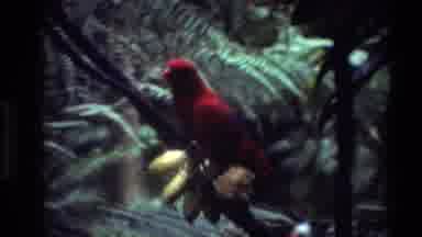 Thailand (1984): Black Bird Then Red Bird And It Shows The Nature Park Directory