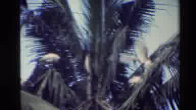 Thailand (1984): Beautiful Birds Are Flying On The Coconut Tree And Finding Food