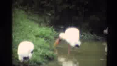Thailand (1984): Wonderful View Of Nature
