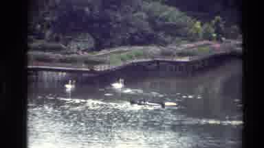 Thailand (1984): Black Swan Swimming In A Pond With Several White Swans
