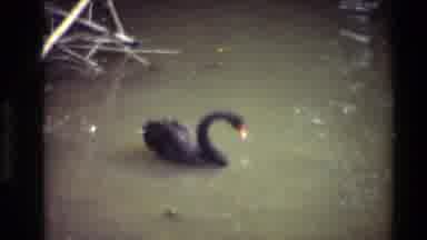 Thailand (1984): Duck And Black Swan Swimming And Feeding In Body Of Water Nearby