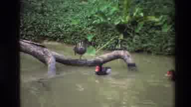 Thailand (1984): A Punch Of The Red Head Ducks And Pelicans Are Swimming