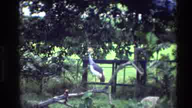Thailand (1984): Different Kinds Of Birds That Look Prehistoric