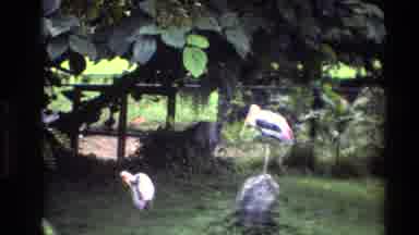 Thailand (1984): A Standing Flamingo And Red Macaw Bird Flying To Tree Branch On A