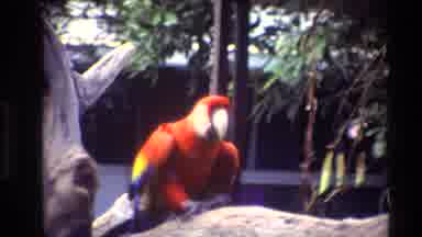 Thailand (1984): Red And Blue Macaw Birds On Wooden Branches On A Bright Sunny Day