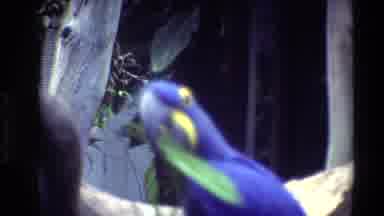 Thailand (1984): The Birds Are Look Like Very Beautiful And Nice
