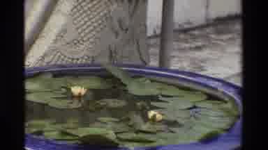 Thailand (1984): Footage Of Lily Pads In Fountain Scene In Front Of Large