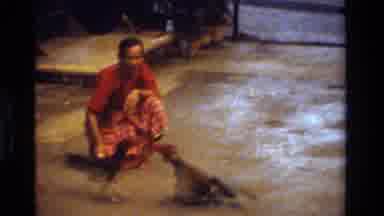Thailand (1984): Four Asian Men Are Seated To The Left Of A Vicious Cock Fight