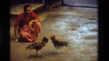Thailand (1984): People Watching A Cockfighting Match On A Hot Clear Day