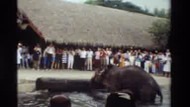 Thailand (1984): Elephant Rolls Log Out Of Water At Wildlife Showing