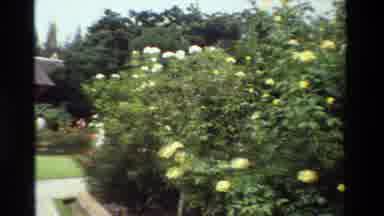 Thailand (1984): Beautiful White And Yellow Flower Bushes Line The Old Village