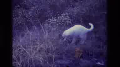 Aliso Viejo California USA (1977): White Cat Playing Outside On Grass With Mouse