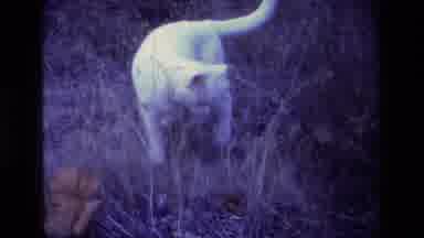 Aliso Viejo California USA (1977): Curious Cat Explores The Outdoor Life And