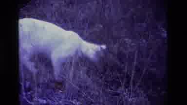 Aliso Viejo California USA (1977): White Cat Playing Cat And Mouse In A Grassy