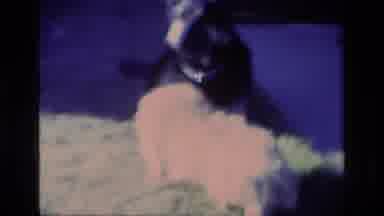 Aliso Viejo California USA (1977): Two Dogs From Which Black Dog Is Sitting And