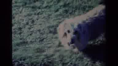 Aliso Viejo California USA (1977): Shaggy Herding Dog Picks Up Something From The