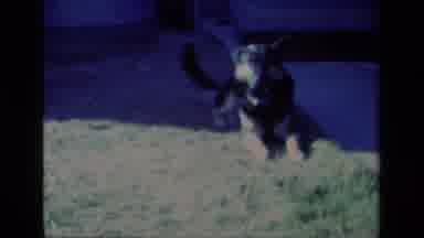 Aliso Viejo California USA (1977): Cute Big Dog And Cute White Cat Outside Running
