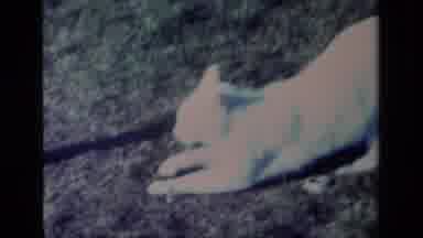 Aliso Viejo California USA (1977): Snow White Cat Stretching Under A Tree In The