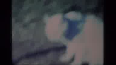 Aliso Viejo California USA (1977): White Inquisitive Cat In A Garden
