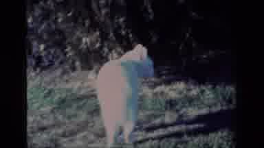 Aliso Viejo California USA (1977): White Cat Wandering Around In The Garden