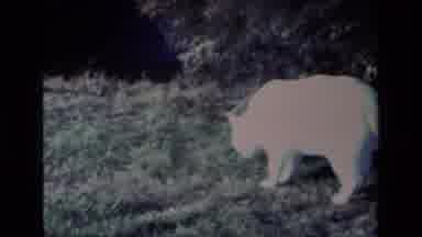 Aliso Viejo California USA (1977): White Cat Sniffing The Ground And Looking For