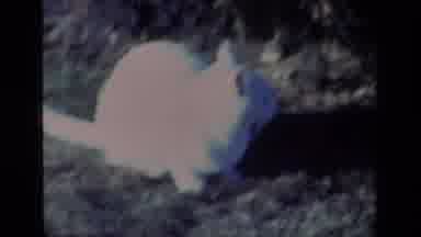 Aliso Viejo California USA (1977): White Cat Sitting In A Garden Brown Dog Walking