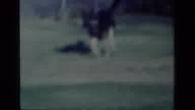 Aliso Viejo California USA (1977): Big Fat Fluffy Dog Whos A Good Boy Running
