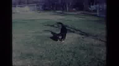 Aliso Viejo California USA (1977): German Shepherd Dog Plays And Dogs In Fenced
