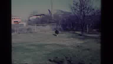 Aliso Viejo California USA (1977): Two Dogs In A Fenced In Yard One Is Playing One