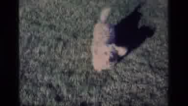 Aliso Viejo California USA (1977): A Fluffy Happy Dog Running In The Garden With