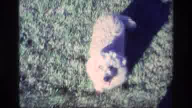 Aliso Viejo California USA (1977): One Small Dog And One Medium Sized Dog Playing